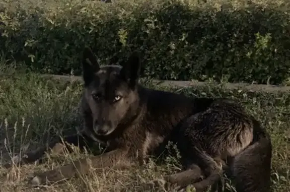 Найдена собака - Рыльская, 27, Курск