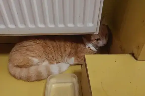 Найдена кошка, Санкт-Петербург, фото: Кошка найдена: Ветеранов, 175 к4 с1