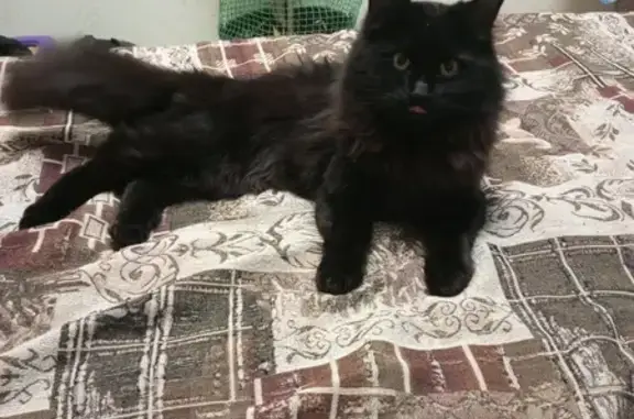 Пропал черный кот: Васильченко, 2, Лорис