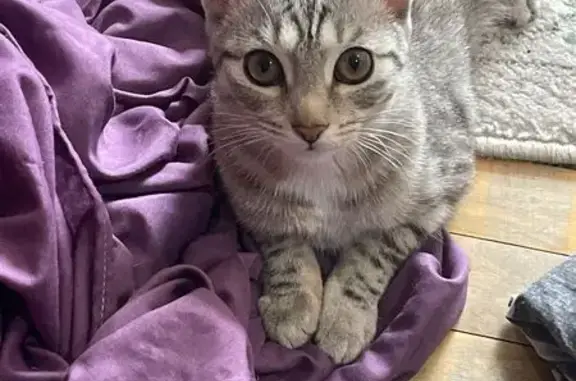 Кошки потеряшки, Уфа, фото: Потеряшка кошка Лана, Менделеева, 116