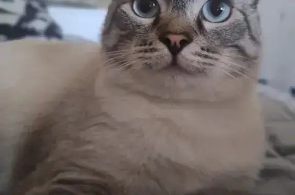 Кошки потеряшки, , фото: Потеряшка кошка: Освобождения, 4, Остров