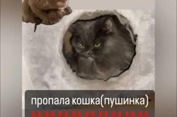 Пропала кошка, Привокзальная, 12