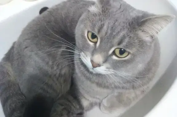 Объявления о пропавших и найденных животных, Железногорск, фото: Пропал кот Серый в Железногорске