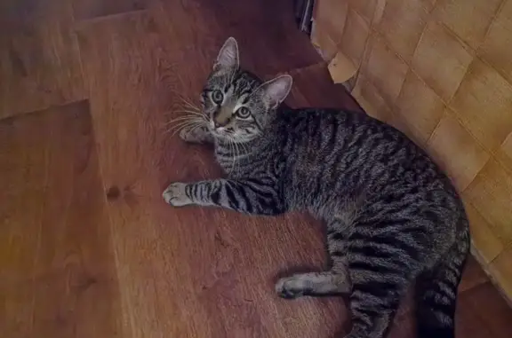 Кошки потеряшки, Санкт-Петербург, фото: Потеряшка кошка: Ленсовета, 85, СПб