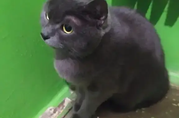 Найдена кошка, Железногорск, фото: Найдена кошка: Заводской проезд, 3/3