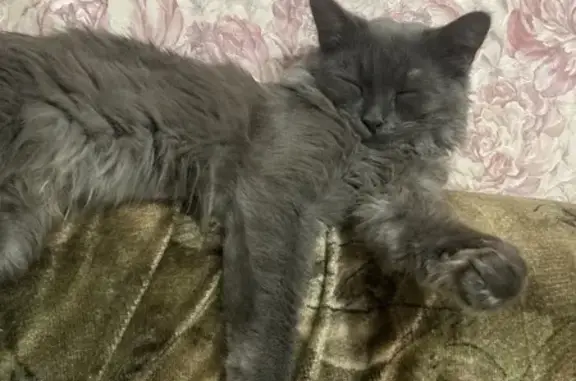 Пропал серый кот: Лебедева-Кумача, 71В