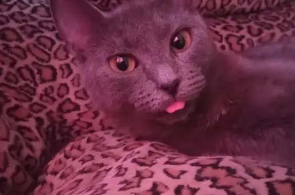 Кошки потеряшки, Санкт-Петербург, фото: Потеряшка кошка Соня: бул. Новаторов, 17