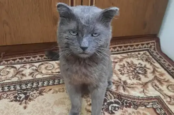 Найден кот: Сурикова, 26, Иркутск