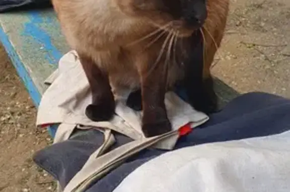 Найден сиамский кот, Чкалова 150