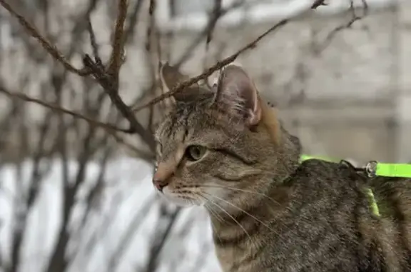 Пропала кошка Коржик, Гражданская 1