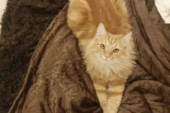 Кошки потеряшки, Санкт-Петербург, фото: Потеряшка Рыжий кот: Большой пр. 10