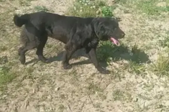 Найденные животные Игнатово, фото: Найдена собака: Солнечная ул., Игнатово