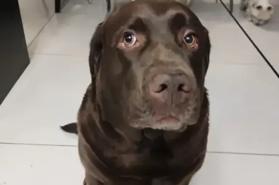 Собаки потеряшки, Большеврудское, фото: Потеряшка лабрадор, Княжево 41К-045