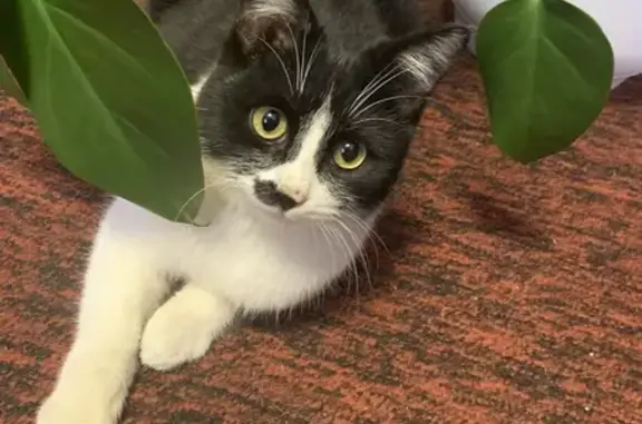 Кошки потеряшки, , фото: Потеряшка кот, Спортивная ул. 4