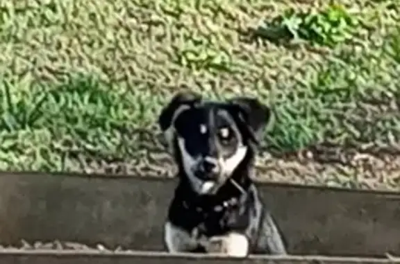 Собаки потеряшки, , фото: Потеряшка собака, Шоссе Героев Сталинграда