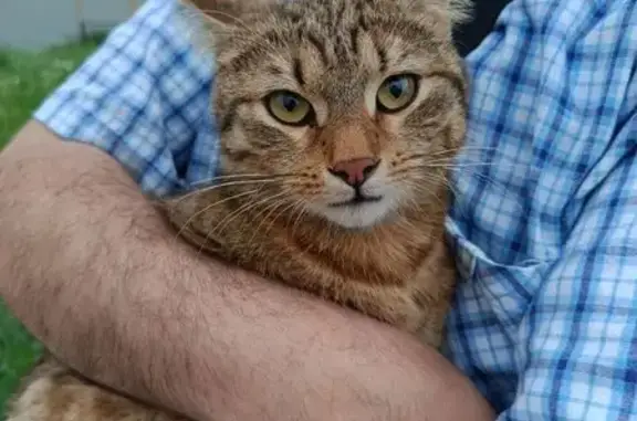 Найдена кошка, Санкт-Петербург, фото: Кошка найдена: Генерала Симоняка, 18