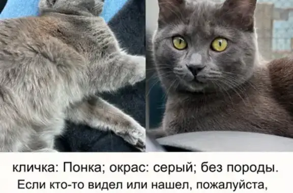 Пропала кошка, ул. Труда, Симферополь
