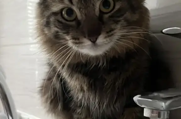 Кошки потеряшки, Пенза, фото: Потеряшка котик Санек, Володарского, 68