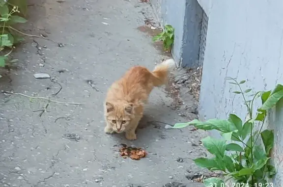 Найден рыжий котик, ул. Гастелло
