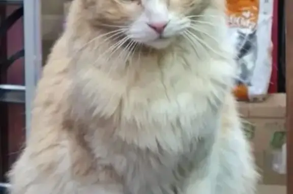 Пропал крупный персиковый кот, Одесская 11
