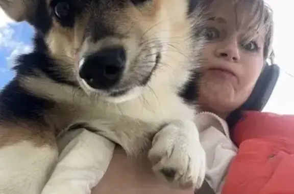 Собаки потеряшки, Барышевский сельсовет, фото: Потеряшка корги, Кольцово: Небесная, 14