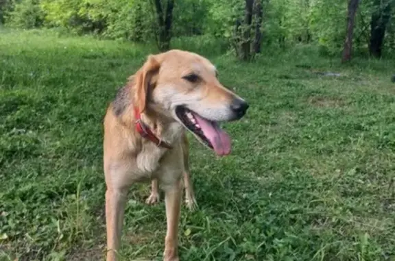 Собака найдена в Мясново, Тула