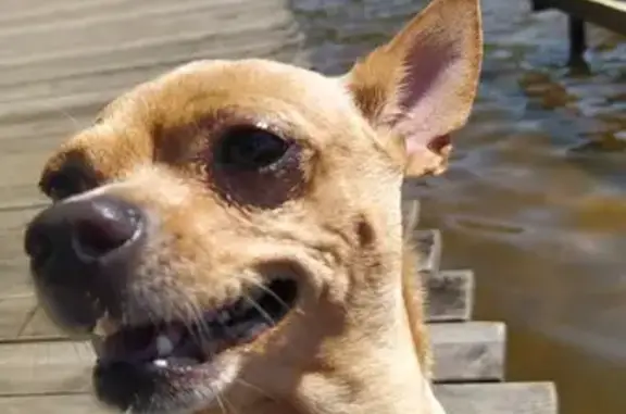 Собаки потеряшки, , фото: Потеряшка рыжая Чихуахуа: Школьная, 86