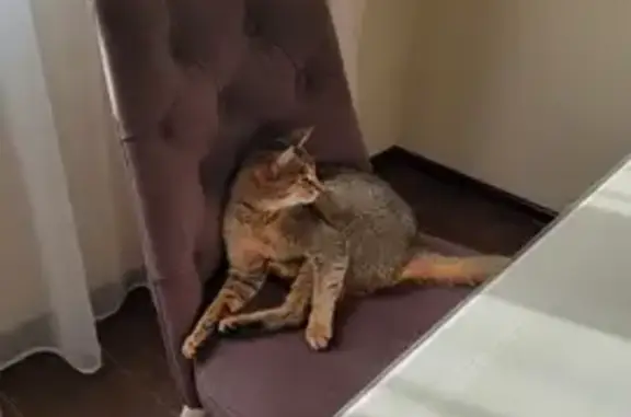 Кошки потеряшки, Ставрополь, фото: Потеряшка абиссинка, Сиреневая, 250