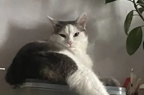 Пропала кошка в СНТ Андан, Удмуртия - photo