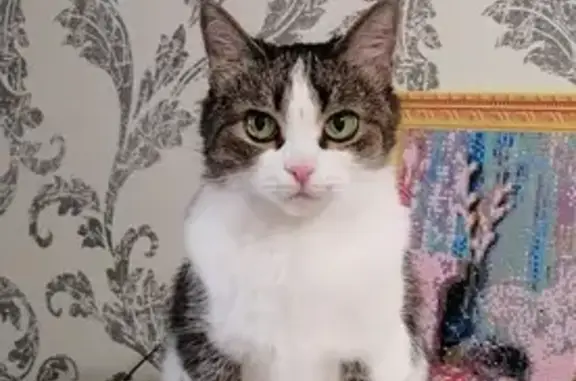 Кошки потеряшки, , фото: Потеряшка кошка, Казань, Татарстан