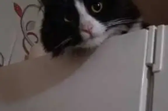 Кошки потеряшки, Санкт-Петербург, фото: Потеряшка кошка, ул. Гашека, 2, СПб