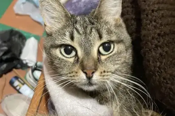 Кошки потеряшки, Санкт-Петербург, фото: Потеряшка кошка на Народной ул., 72, СПб