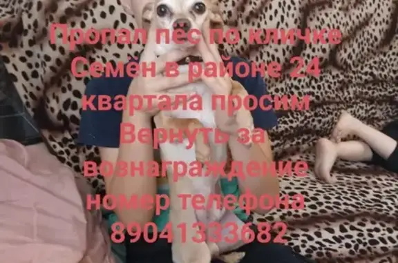 Пропала собака, Ангарск