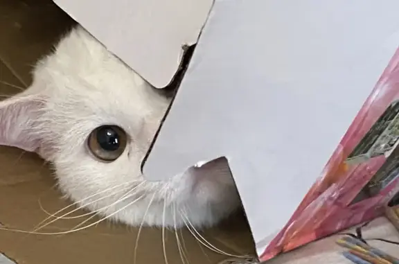 Кошки потеряшки, Санкт-Петербург, фото: Потеряшка кошка, Тихорецкий пр., 37, СПб