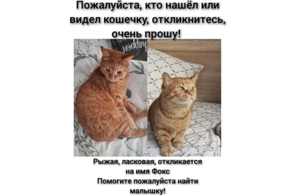 Пропала кошка, Мурманск