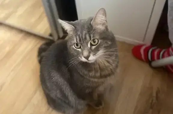 Кошки потеряшки, Санкт-Петербург, фото: Потеряшка серый кот, Софийская ул. 51, СПб