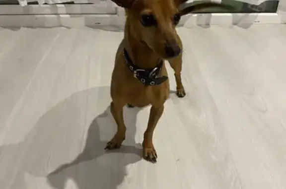 Найдена собака, Пенза, фото: Найдена собака: Глазунова, Пенза