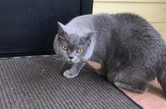 Кошки потеряшки, Богородский городской округ, фото: Потеряшка британец Вилли, Большое Буньково