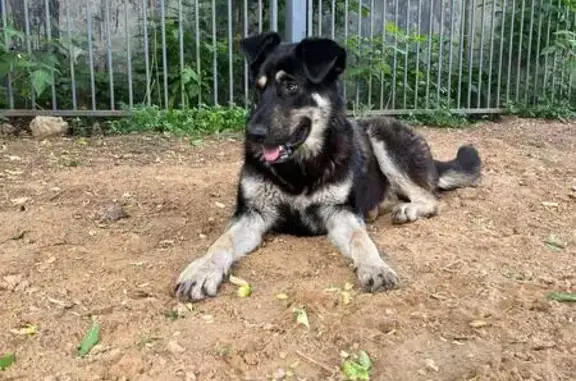 Найдена собака в Путилково, Химки