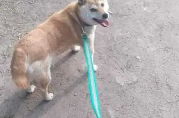 Собаки потеряшки, Рязань, фото: Потеряшка собака, Народный б-р, 12, Рязань