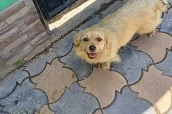 Собака найдена: Ахтубинская, 17