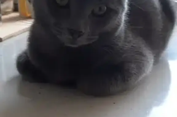 Кошки потеряшки, Санкт-Петербург, фото: Потеряшка кот Упа, Руставели 6, СПб