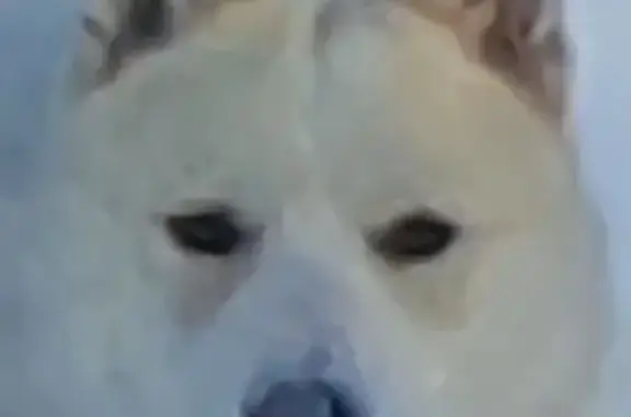 Собаки потеряшки, Смоленщина (иркутский), фото: Потеряшка собака, Лазуритная ул.