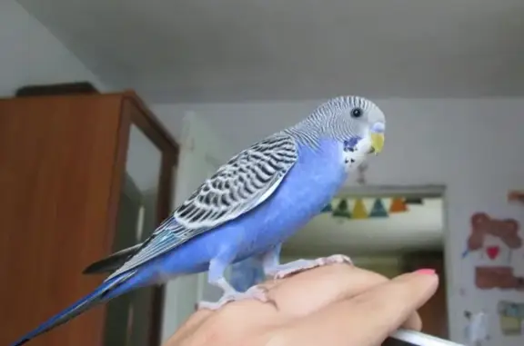 Потерянные животные Калининград, фото: Пропал попугай! Тихорецкая, 6