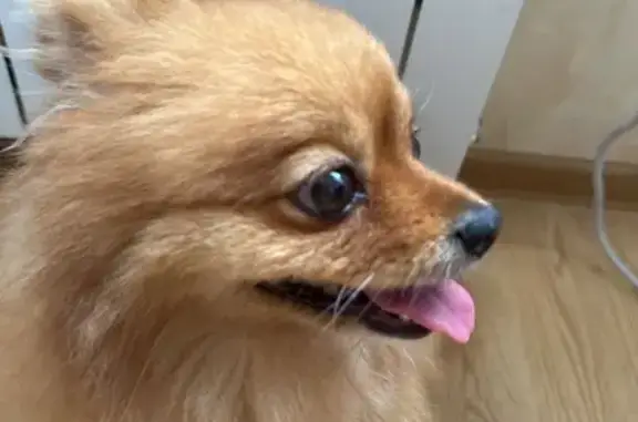 Найдена собака, Сочи, фото: Найдена собака, ул. Абовяна, 61В