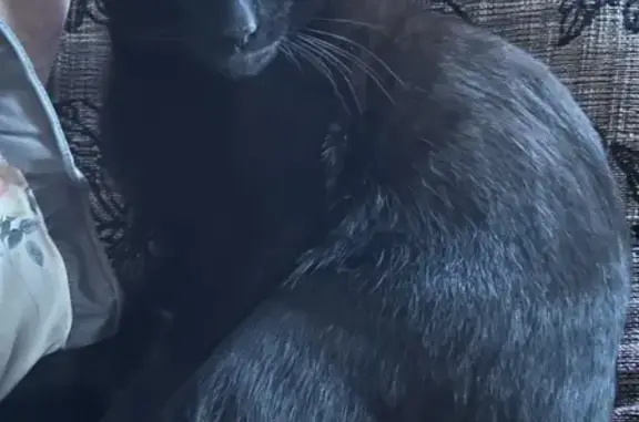 Пропала черная кошка: 2-й Полярный пер., 3