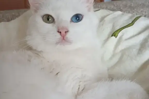 Пропала белая кошка: Солнечная, 17