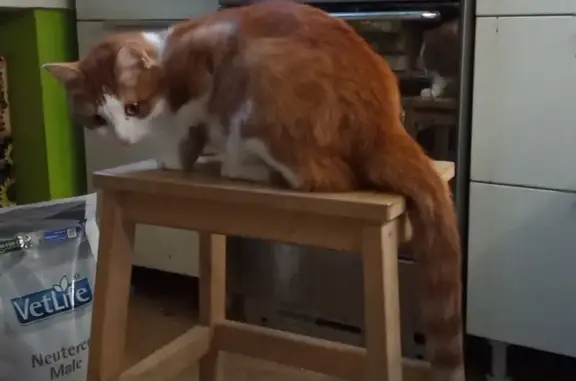 Кошки потеряшки, Фомичево, фото: Потеряшка кот: Родниковая, Фомичево