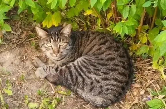 Найдена кошка в Павлино, МО