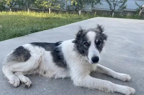 Найдена собака в Новороссийске, 03К-366